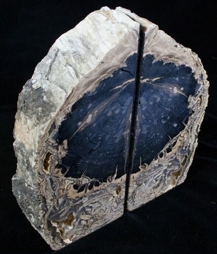 Medium Blue Forest Petrified Wood Bookends #3265